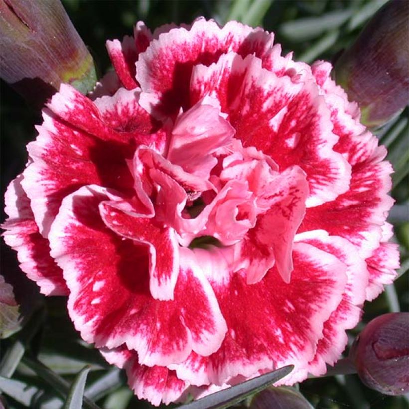 Dianthus Scent First Sugar Plum - Grasanjer (Flowering)