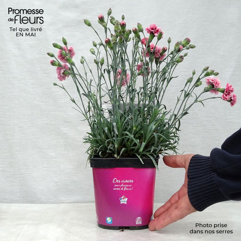Exemplaar van Dianthus Scent First Sugar Plum - Grasanjer Pot van 2 l/3 l zoals geleverd in de lente