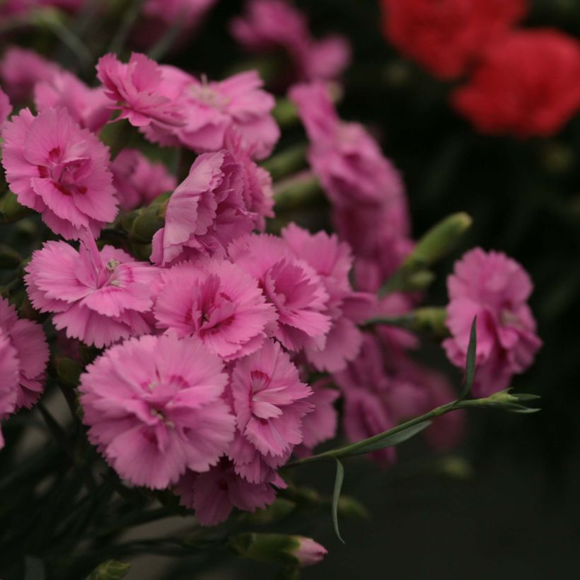 Dianthus Scent First Tickled Pink - Steenanjer (Flowering)