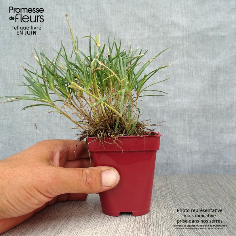 Exemplaar van Dianthus Scent First Tickled Pink - Steenanjer Kweekpotje van 7/8 cm zoals geleverd in de zomer