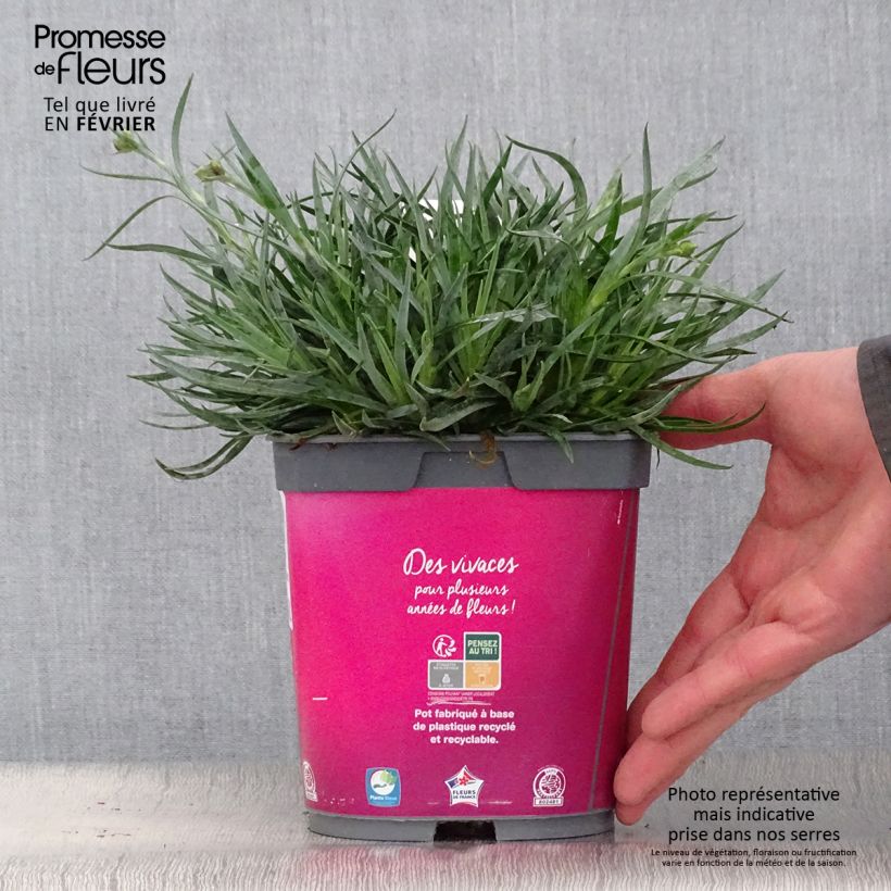 Example of Dianthus Scent First Tickled Pink - Steenanjer Pot van 2 l/3 l as you get in hiver