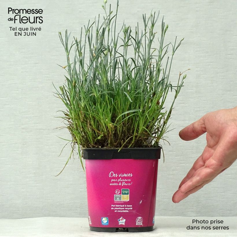Exemplaar van Dianthus Scent First Tickled Pink - Steenanjer Pot van 2 l/3 l zoals geleverd in de zomer