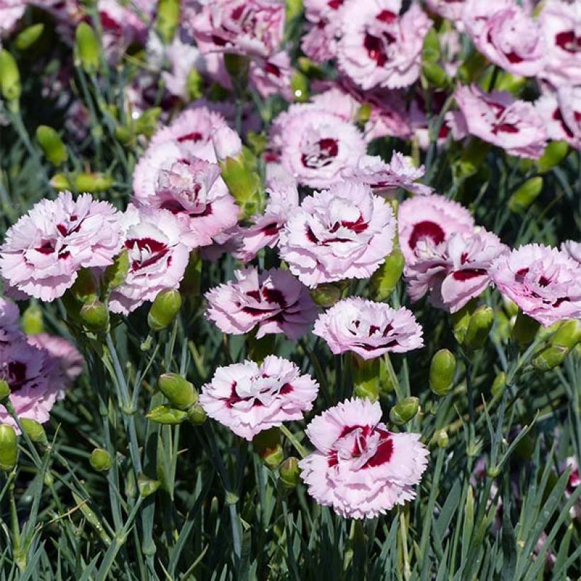 Dianthus plumarius Scent First Raspberry Sundae - Grasanjer (Flowering)