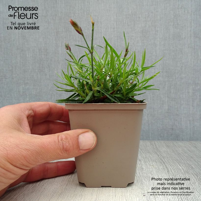 Exemplaar van Anjer Vivid Bright Light - Dianthus Kweekpotje van 8/9 cm zoals geleverd in de herfst