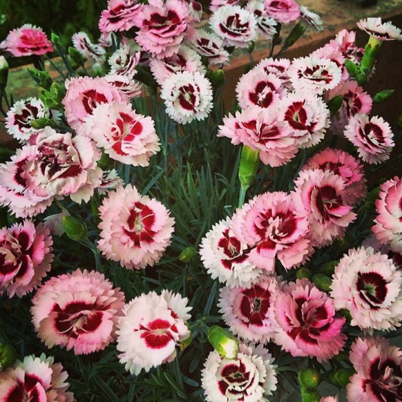 Anjer Whatfield Supergem - Dianthus (Groeiplaats)
