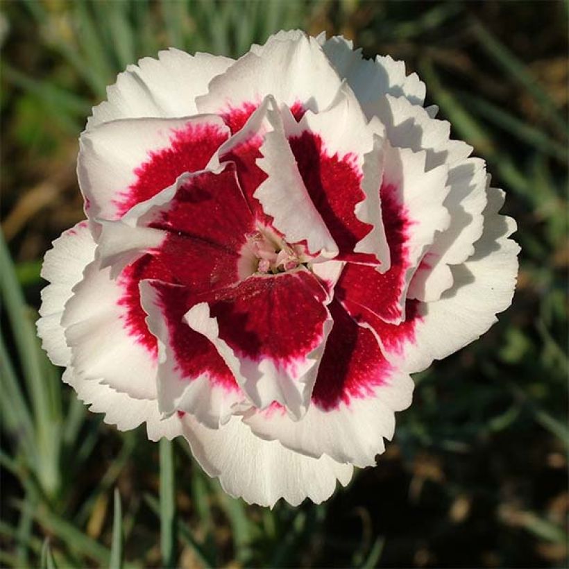 Dianthus allwoodii Alice - Anjer (Flowering)