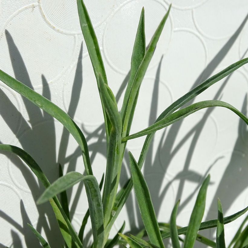 Dianthus allwoodii Alice - Anjer (Foliage)