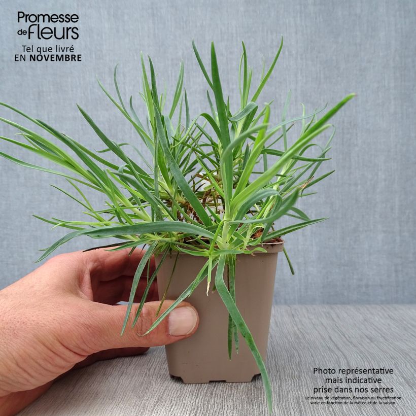Exemplaar van Dianthus allwoodii Romeo - Anjer Kweekpotje van 8/9 cm zoals geleverd in de herfst