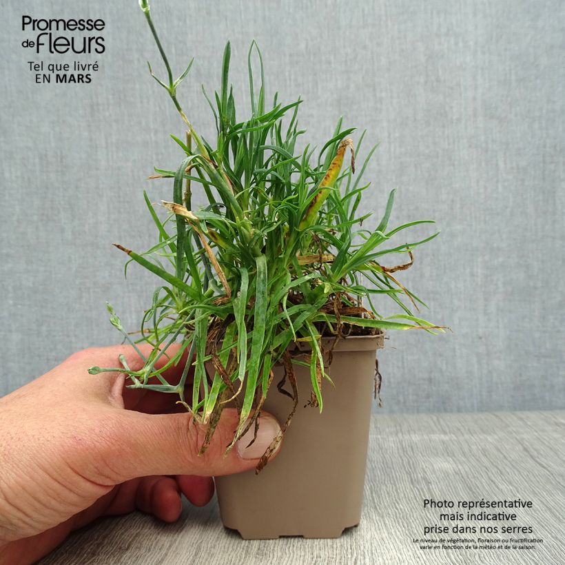 Exemplaar van Dianthus allwoodii Romeo - Anjer Kweekpotje van 8/9 cm zoals geleverd in de lente