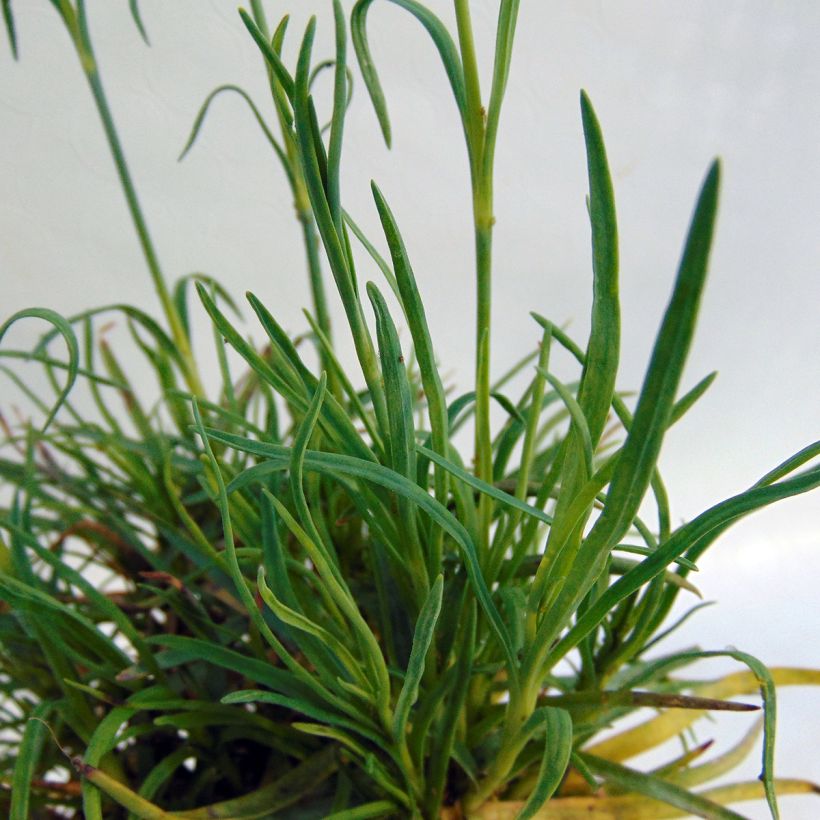Dianthus allwoodii Romeo - Anjer (Foliage)