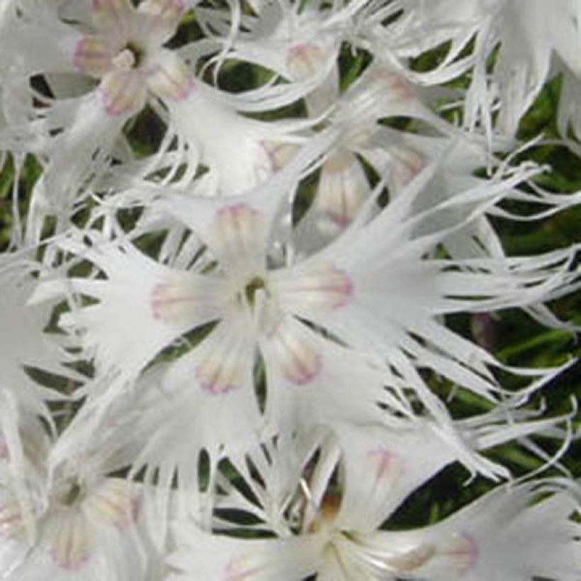 Dianthus arenarius - Zandanjelier (Flowering)