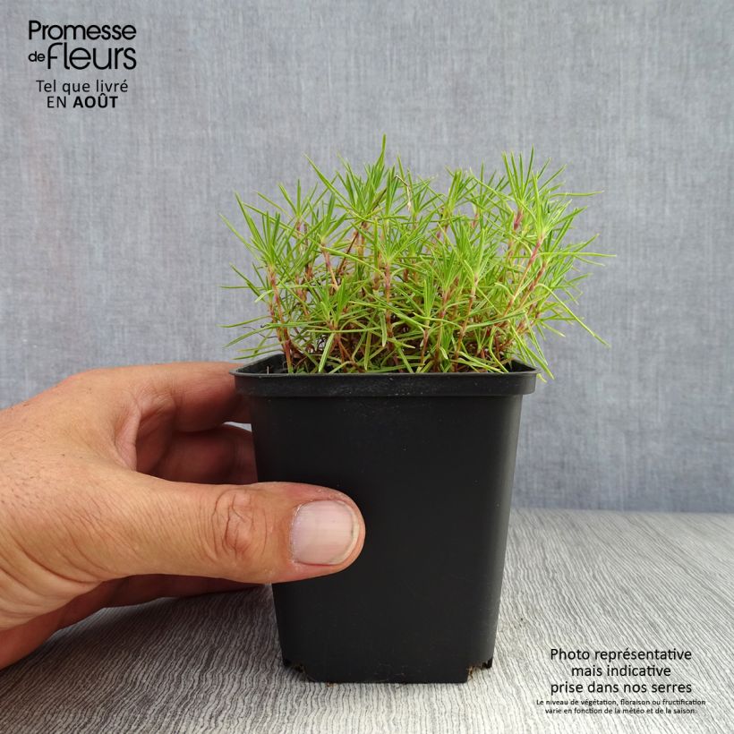 Exemplaar van Dianthus arenarius - Zandanjelier Kweekpotje van 8/9 cm zoals geleverd in de zomer