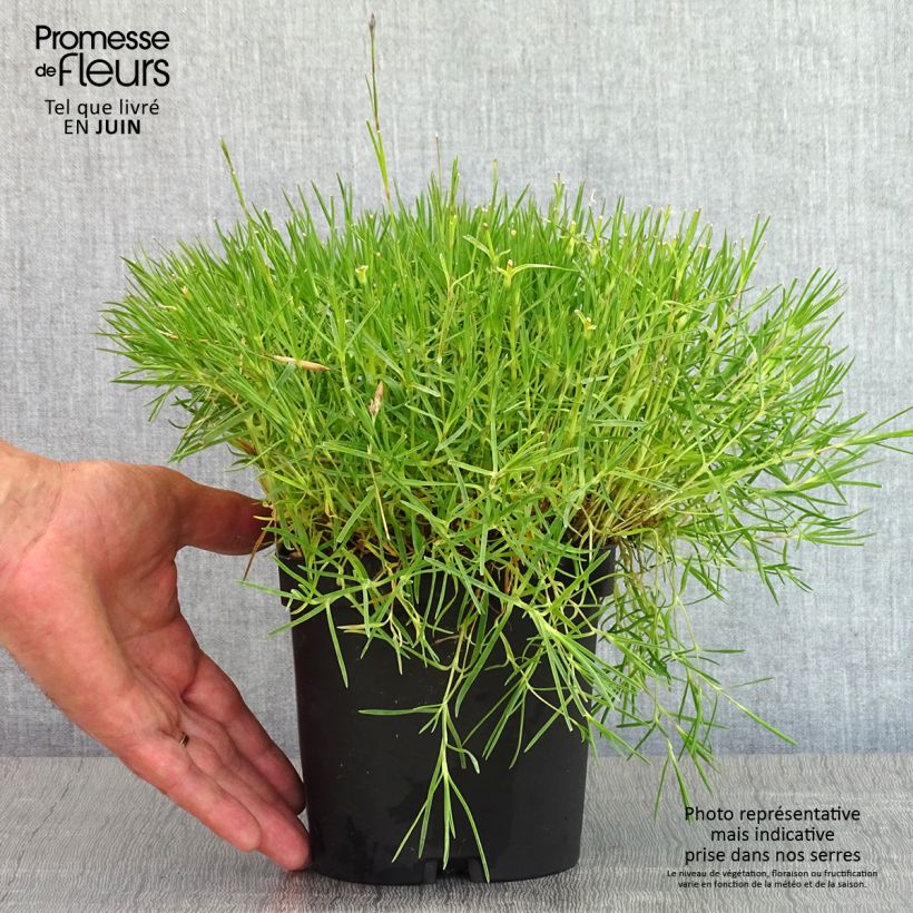 Exemplaar van Dianthus arenarius - Zandanjelier Pot van 2 l/3 l zoals geleverd in de lente