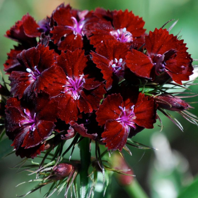 Duizendschoon Oeschberg - Dianthus barbatus (Flowering)