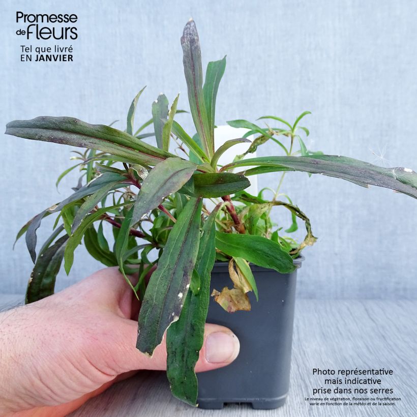 Example of Dianthus barbatus Oeschberg, Oeillet barbu Kweekpotje van 8/9 cm as you get in hiver