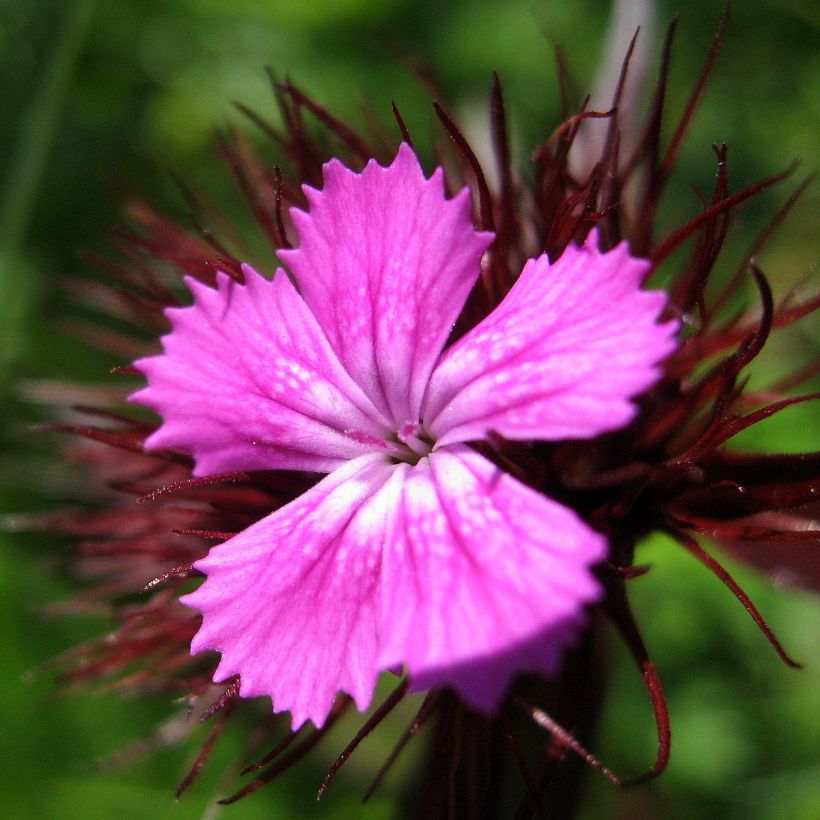 Duizendschoon Pink Beauty - Dianthus barbatus (Bloei)