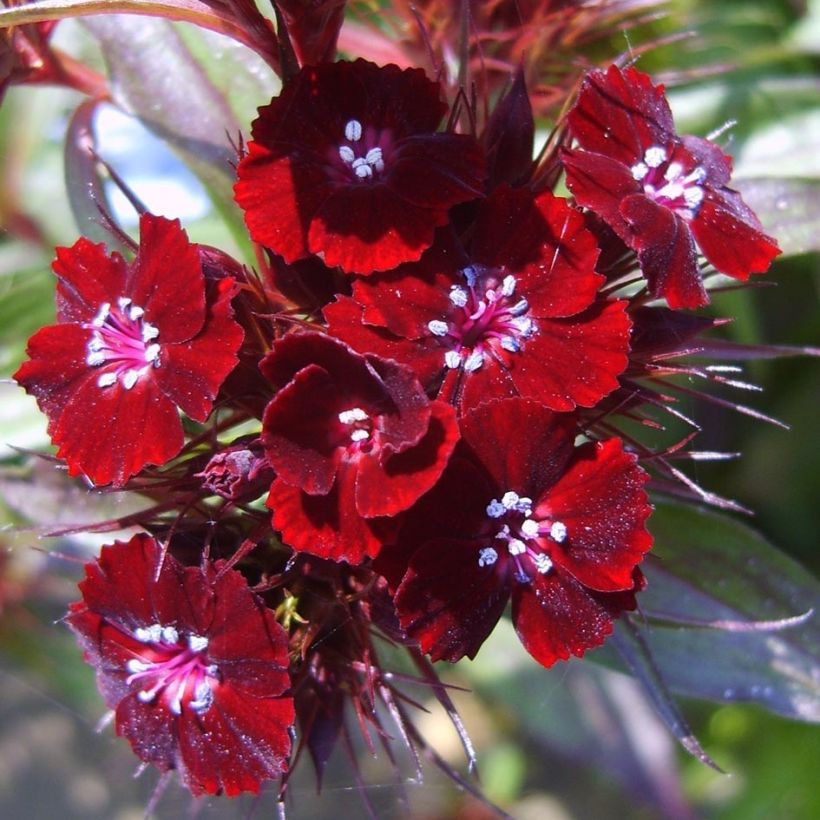 Duizendschoon Sooty - Dianthus barbatus nigrescens (Flowering)
