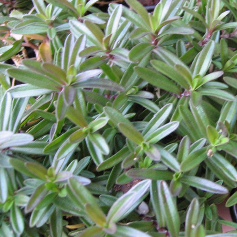 Dianthus deltoides Albiflorus - Steenanjer (Foliage)