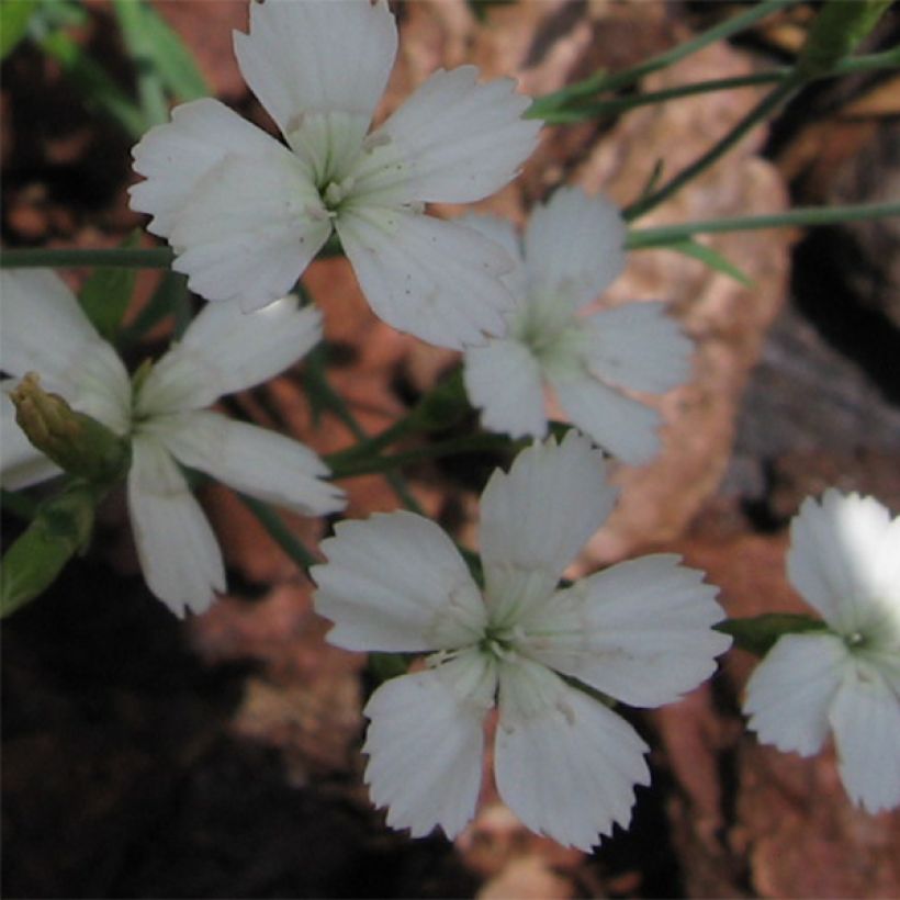 Dianthus deltoides Albiflorus - Steenanjer (Flowering)