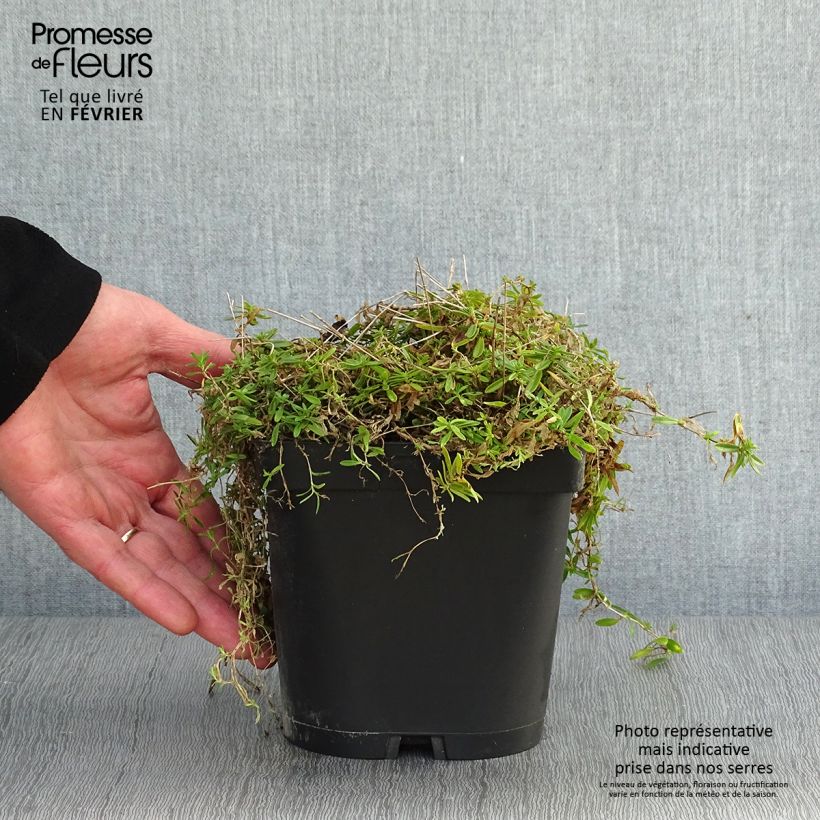 Example of Dianthus deltoides Albiflorus - Oeillet des landes Pot van 2 l/3 l as you get in hiver