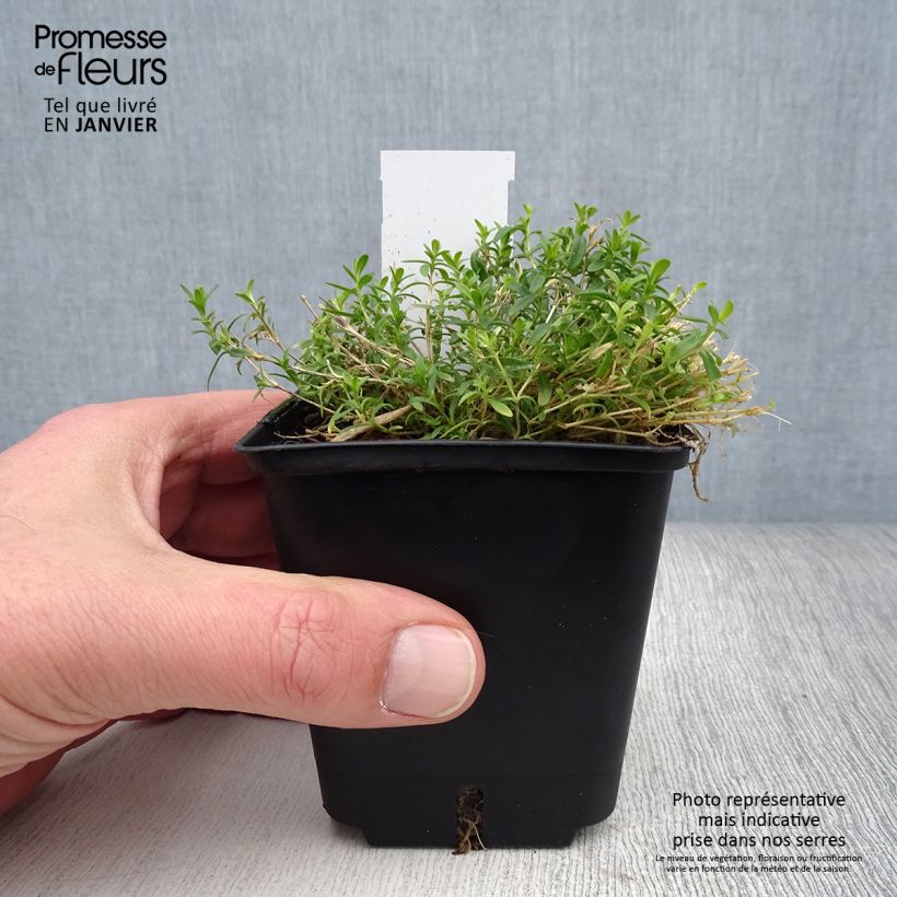 Example of Dianthus deltoides Arctic Fire - Steenanjer Kweekpotje van 8/9 cm as you get in hiver