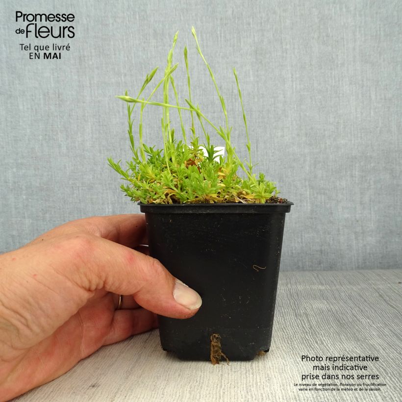 Exemplaar van Dianthus deltoides Arctic Fire - Steenanjer Kweekpotje van 8/9 cm zoals geleverd in de lente