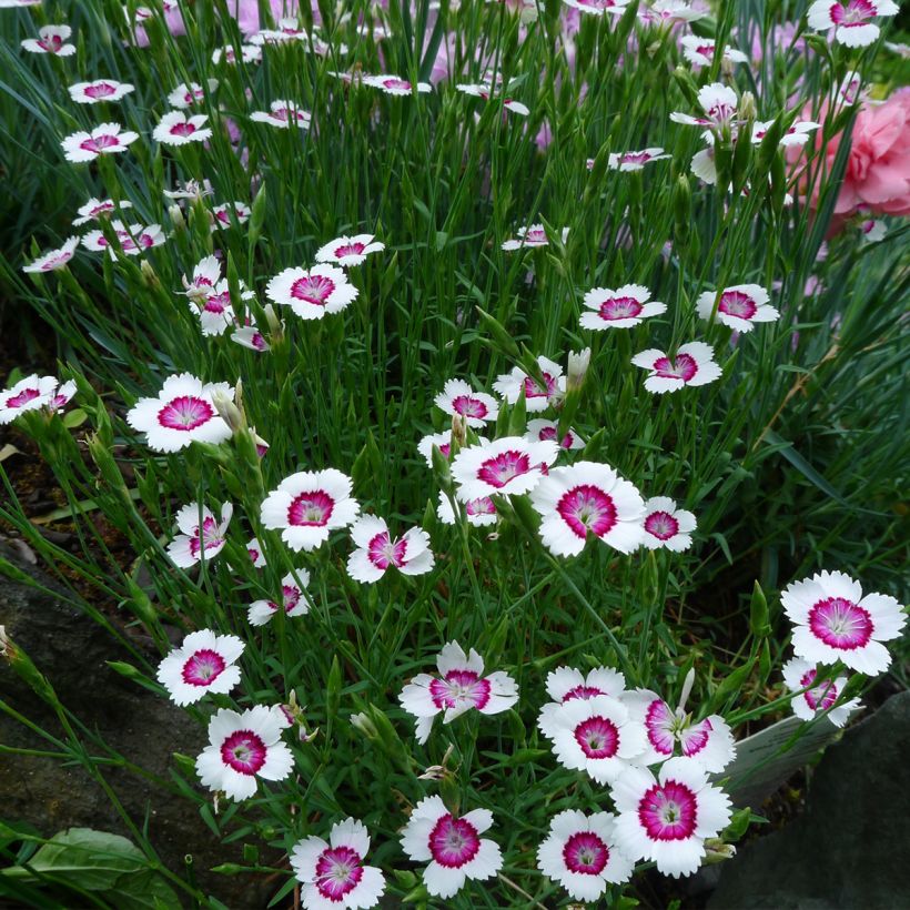 Dianthus deltoides Arctic Fire - Steenanjer (Groeiplaats)