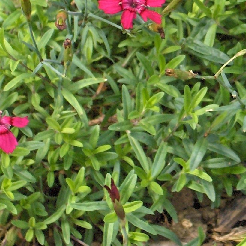 Dianthus deltoides Brillant - Steenanjer (Foliage)