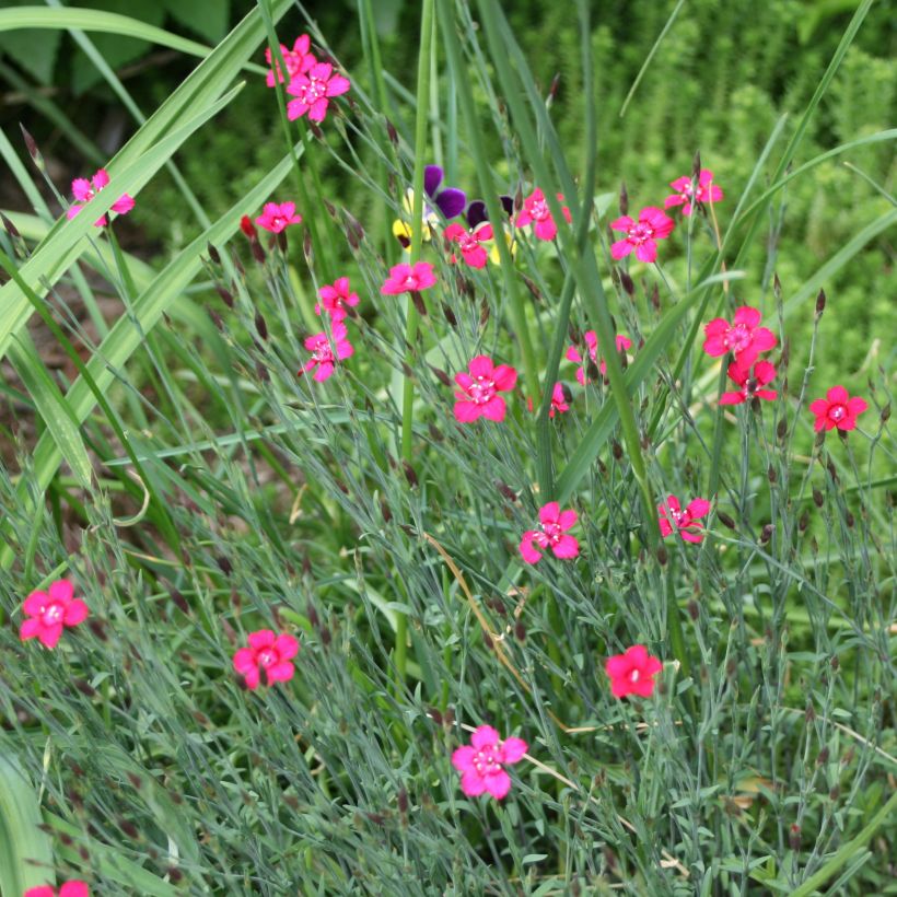 Dianthus deltoides Brillant - Steenanjer (Plant habit)
