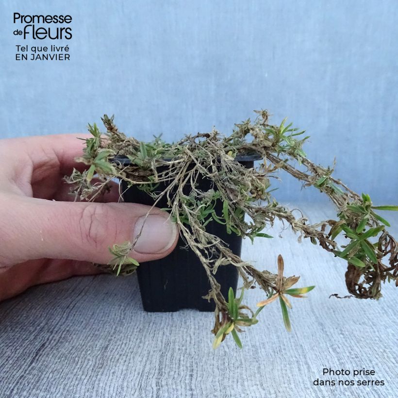 Example of Dianthus deltoides Brillant - Oeillet des landes Kweekpotje van 7/8 cm as you get in hiver