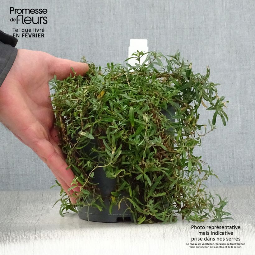 Example of Dianthus deltoides Flashing Light - Steenanjer Pot van 2 l/3 l as you get in hiver