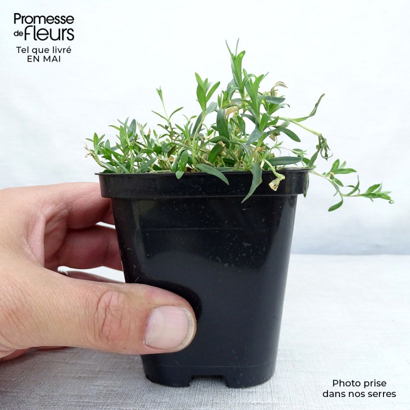 Exemplaar van Dianthus deltoides Rosea - Steenanjer Kweekpotje van 8/9 cm zoals geleverd in de lente