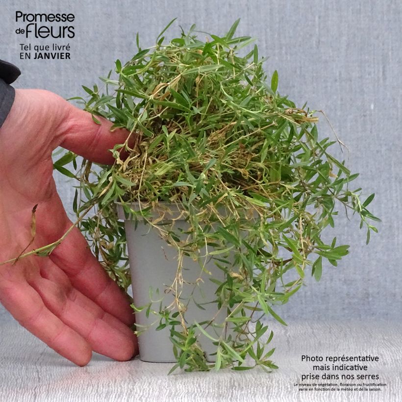 Example of Dianthus deltoides Rosea - Steenanjer Kweekpotje van 8/9 cm as you get in hiver