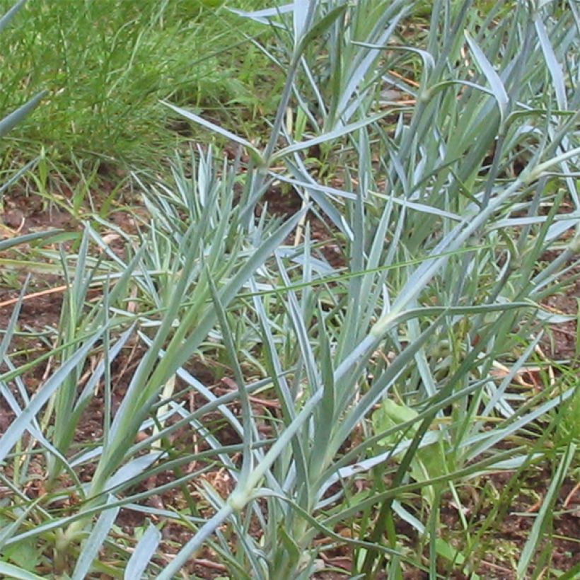 Dianthus gratianopolitanus Badenia - Rotsanjer (Foliage)