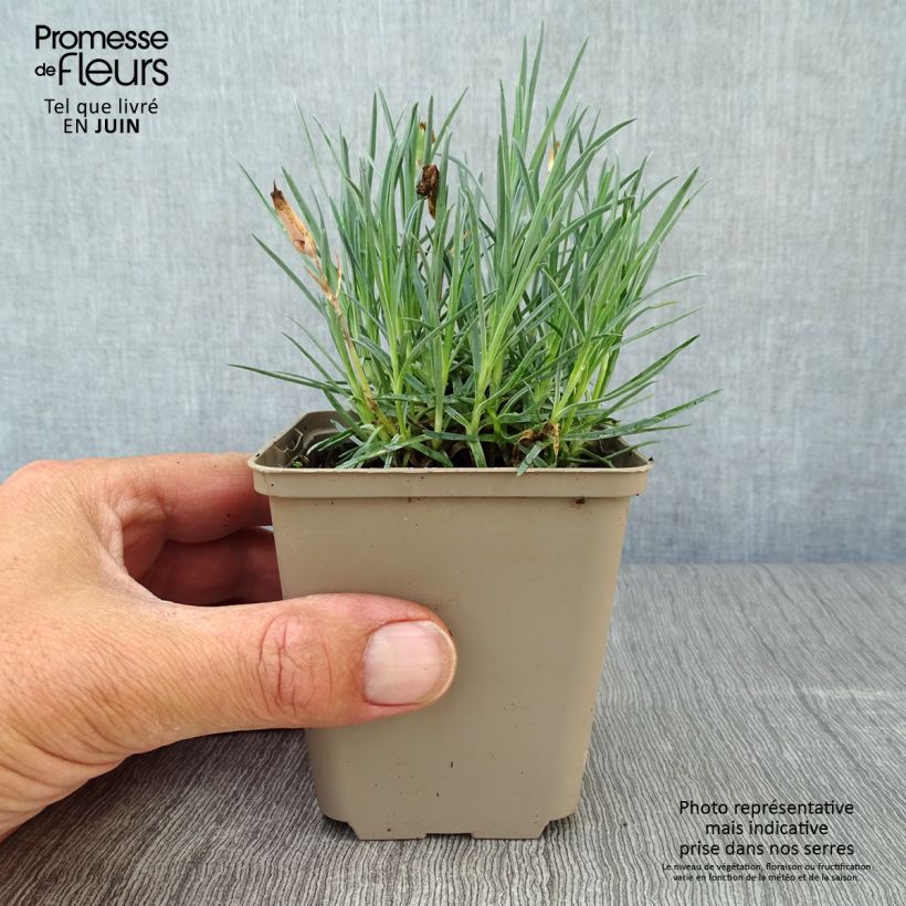 Exemplaar van Dianthus gratianopolitanus Badenia - Rotsanjer Kweekpotje van 8/9 cm zoals geleverd in de zomer