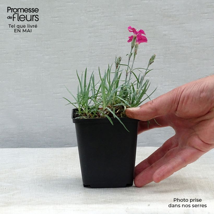 Exemplaar van Dianthus gratianopolitanus Badenia - Rotsanjer Kweekpotje van 8/9 cm zoals geleverd in de lente