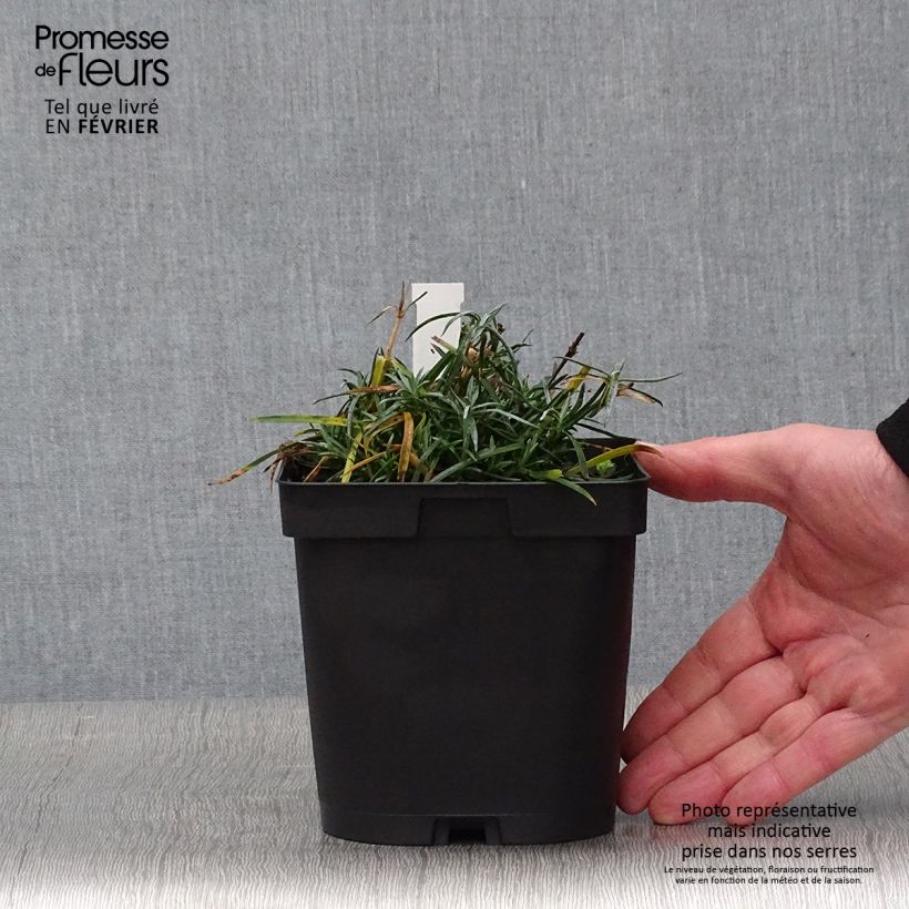 Example of Dianthus gratianopolitanus Badenia - oeillet de pentecôte rouge Pot van 2 l/3 l as you get in hiver