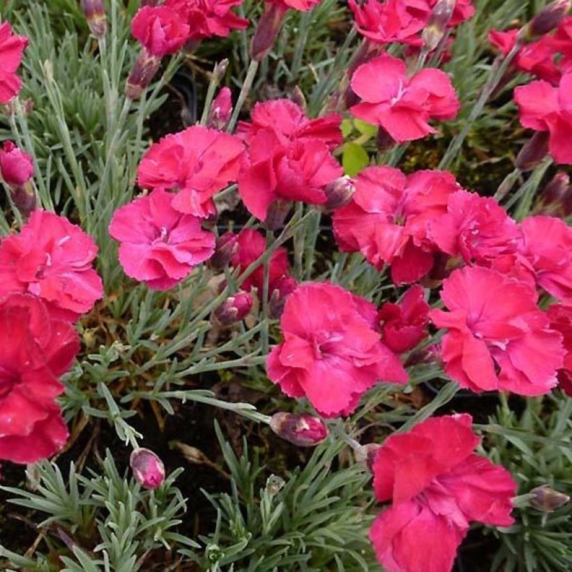 Dianthus gratianopolitanus Bombardier - Rotsanjer (Flowering)