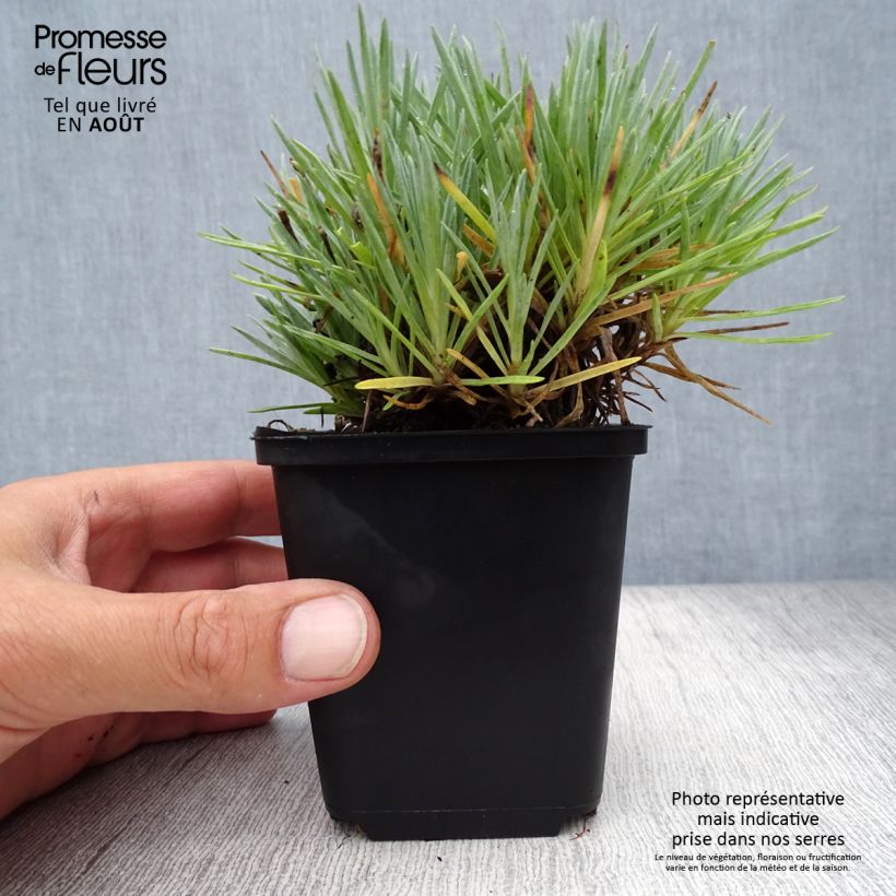 Exemplaar van Dianthus gratianopolitanus Bombardier - Rotsanjer Kweekpotje van 8/9 cm zoals geleverd in de zomer