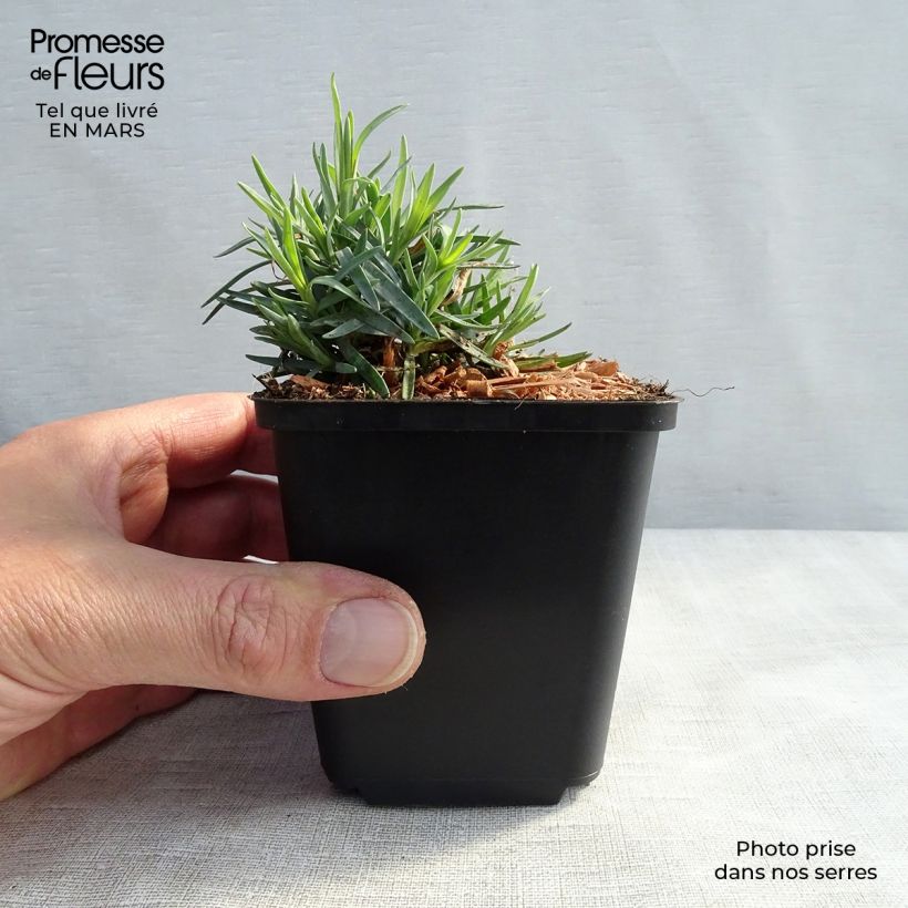 Example of Dianthus gratianopolitanus Bombardier - Oeillet de pentecôte Kweekpotje van 8/9 cm as you get in hiver