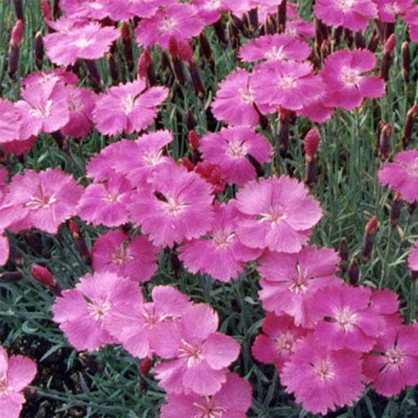 Dianthus gratianopolitanus Eydangeri - Rotsanjer (Flowering)