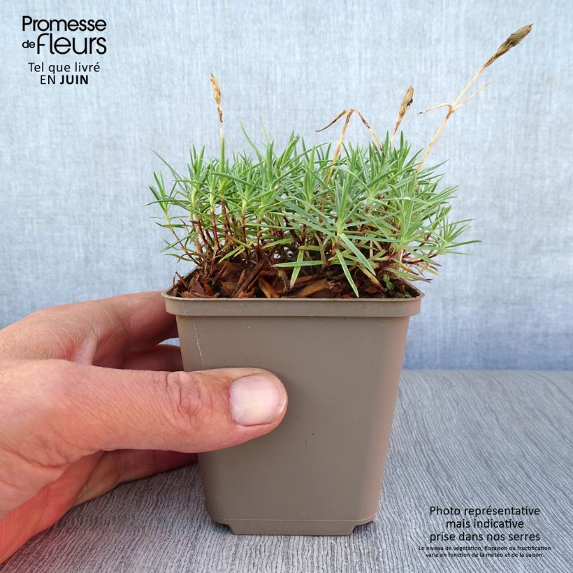 Exemplaar van Dianthus gratianopolitanus Eydangeri - Rotsanjer Kweekpotje van 8/9 cm zoals geleverd in de zomer