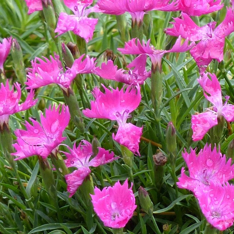 Dianthus gratianopolitanus Kahori - Rotsanjer (Flowering)