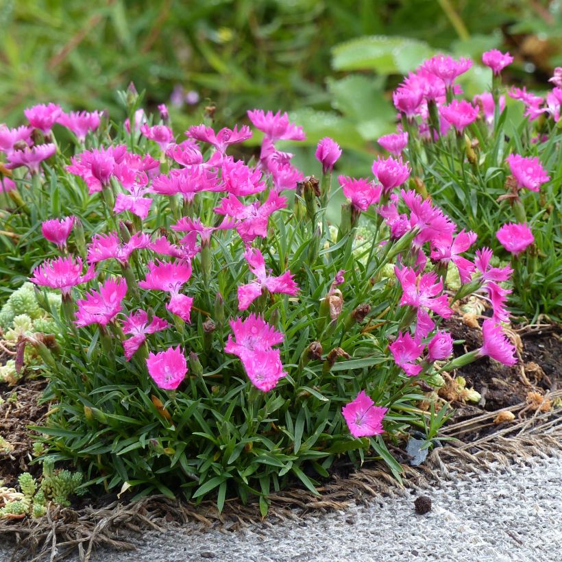 Dianthus gratianopolitanus Kahori - Rotsanjer (Plant habit)