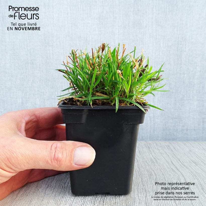 Exemplaar van Dianthus gratianopolitanus Kahori - Rotsanjer Kweekpotje van 7/8 cm zoals geleverd in de herfst