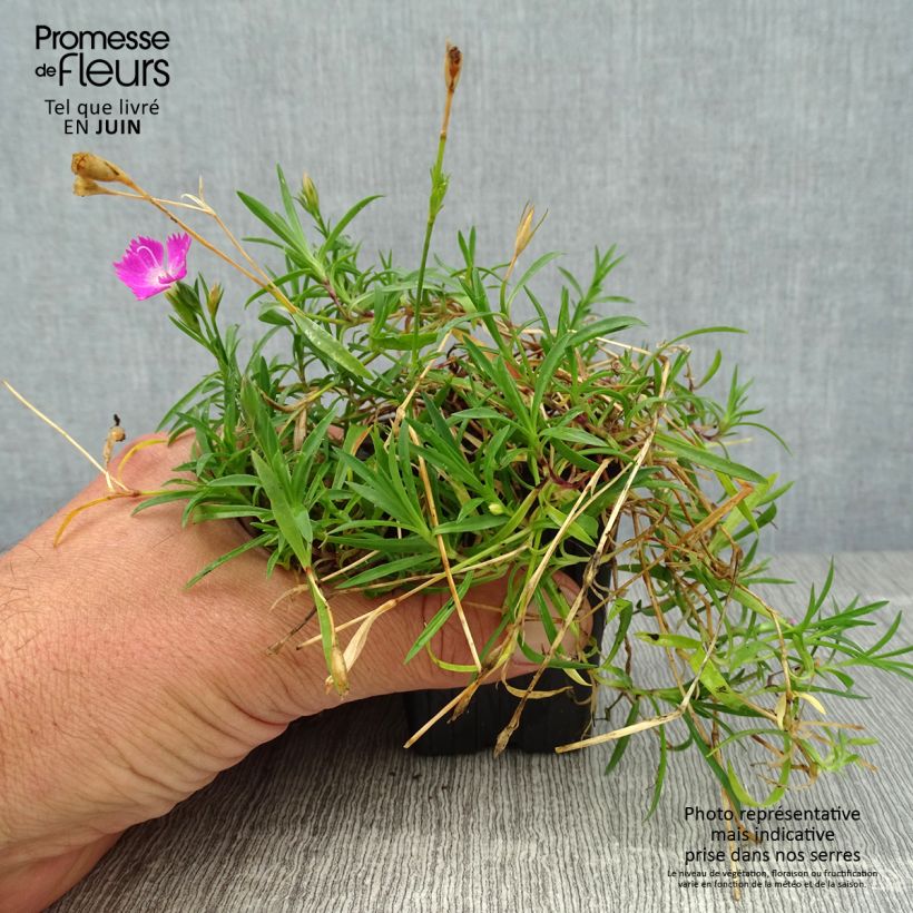 Exemplaar van Dianthus gratianopolitanus Kahori - Rotsanjer Kweekpotje van 7/8 cm zoals geleverd in de zomer