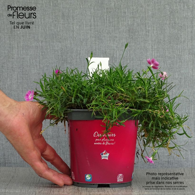 Exemplaar van Dianthus gratianopolitanus Kahori - Rotsanjer Pot van 2 l/3 l zoals geleverd in de zomer