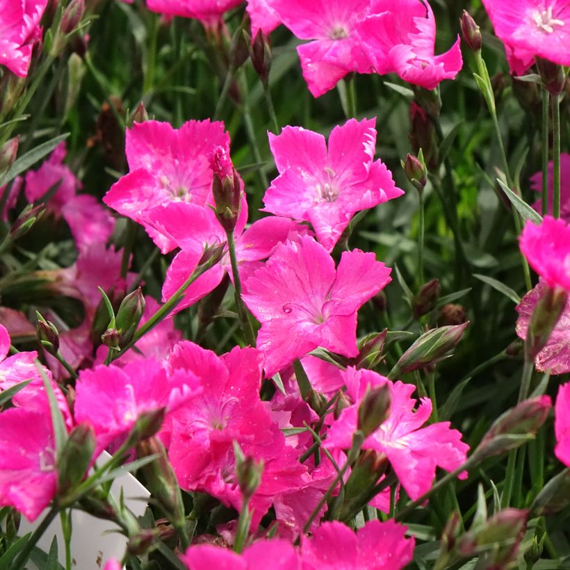 Dianthus gratianopolitanus Kahori - Rotsanjer (Bloei)
