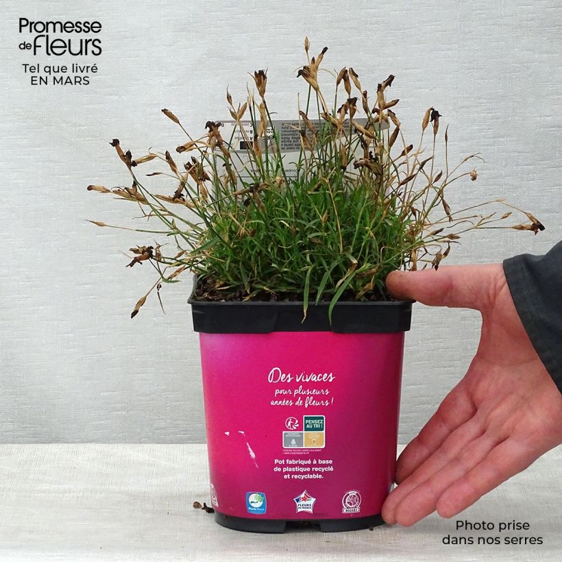Exemplaar van Dianthus gratianopolitanus Kahori - Rotsanjer Pot van 2 l/3 l zoals geleverd in de lente