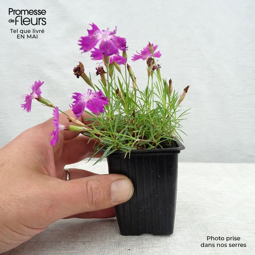 Exemplaar van Dianthus gratianopolitanus Kahori - Rotsanjer Kweekpotje van 7/8 cm zoals geleverd in de lente